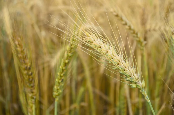 Spille di grano dorato — Foto Stock