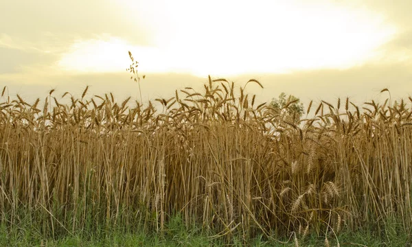 Ripened wheat field — Stock Photo, Image