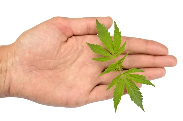 Marijuana leaves in hand — Stock Photo, Image