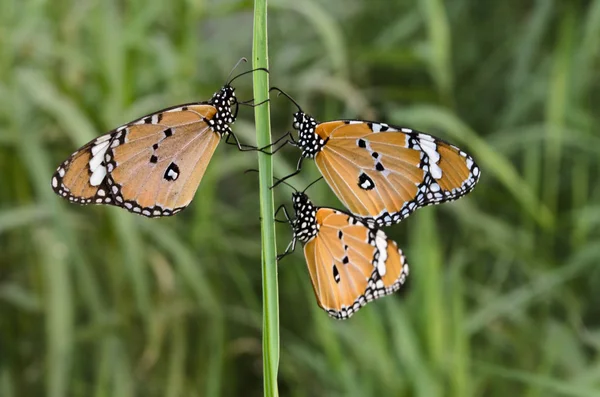 Monarch πεταλούδες — Φωτογραφία Αρχείου