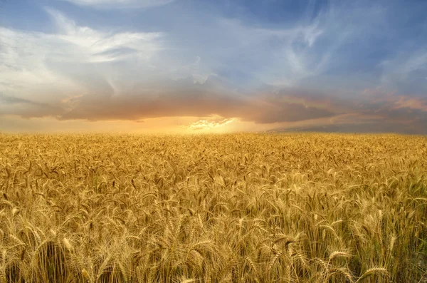 Campo di grano dorato — Foto Stock