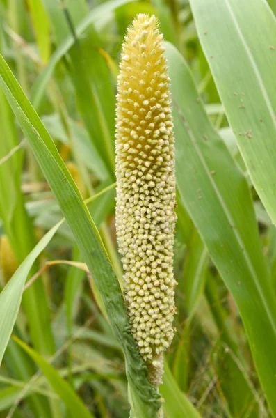 Pearl millet — Stock Photo, Image