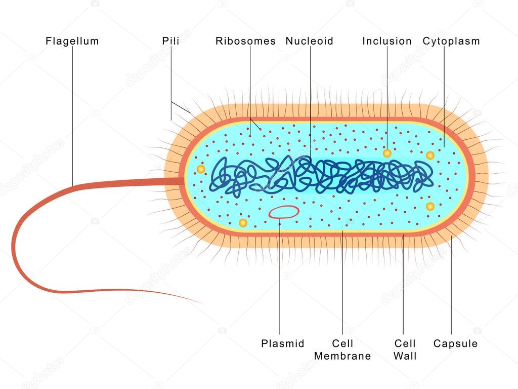 Anatomy of Bacteria