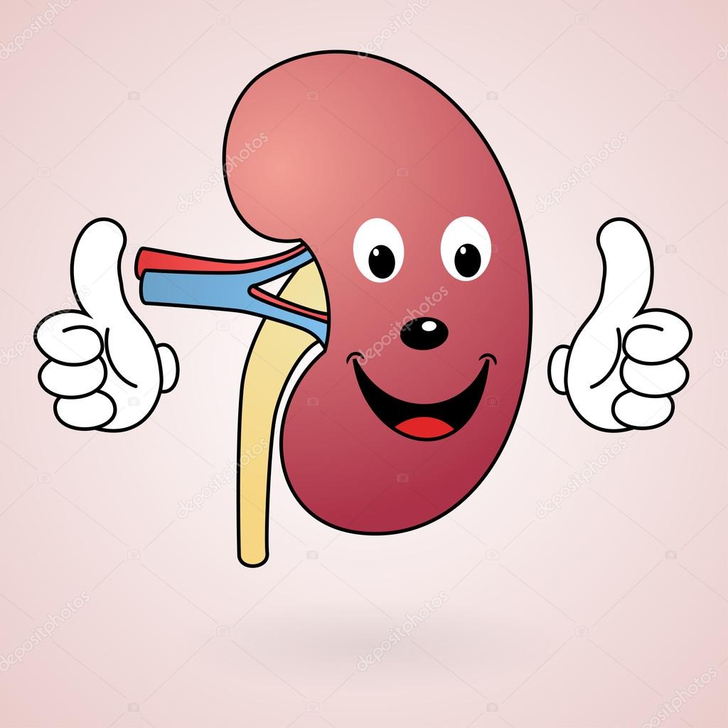 Healthy Cartoon Kidney