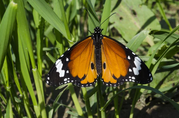 Farfalla monarca — Foto Stock