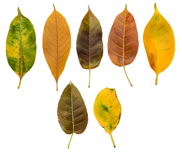 Satz trockener Blätter und Herbstblätter — Stockfoto