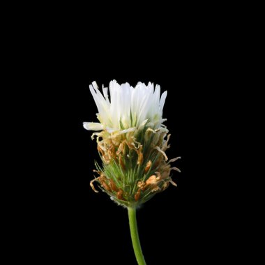 Berseem yonca çiçek