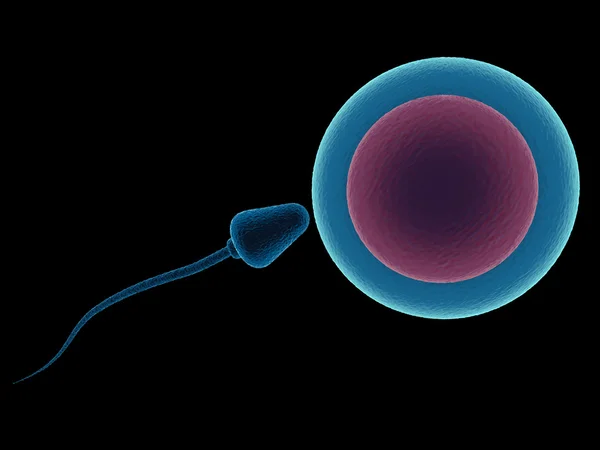 3D sperm ve yumurta hücresi — Stok fotoğraf