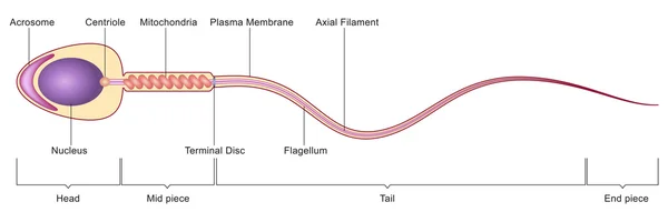 Anatomía de células espermáticas — Archivo Imágenes Vectoriales