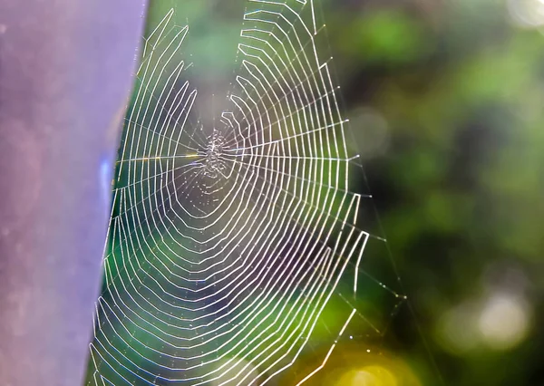 Spinnenweb Gereflecteerd Door Zonlicht Een Grijze Balk Met Een Wazige — Stockfoto