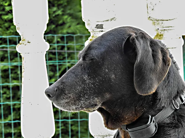 Profiel Van Een Zwarte Hond Met Gesloten Ogen Met Witte — Stockfoto