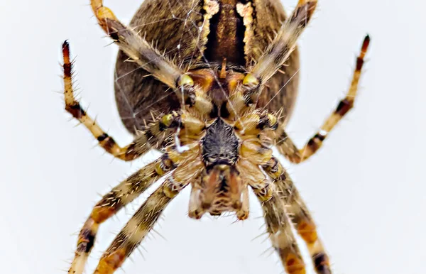 Eine Spinne Vordergrund Steht Kopfüber Auf Seiner Leinwand — Stockfoto