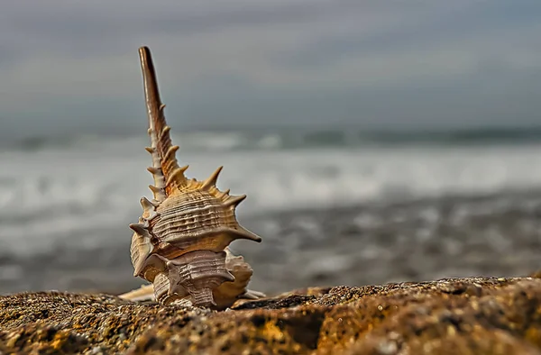 Conchas Costa Oceano Uma Praia Rochosa Dia Outono — Fotografia de Stock