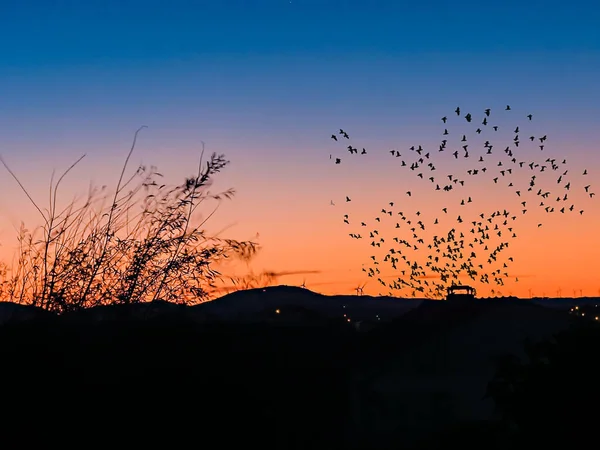 Landschaft Bei Blauem Himmel Morgen Mit Einem Vogelschwarm Flug — Stockfoto