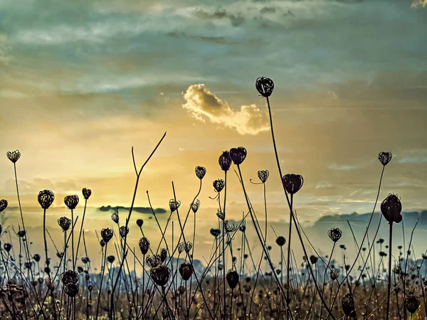 Herbes Séchées Soir Dans Lumière Dorée Soleil Avant Coucher Soleil — Photo