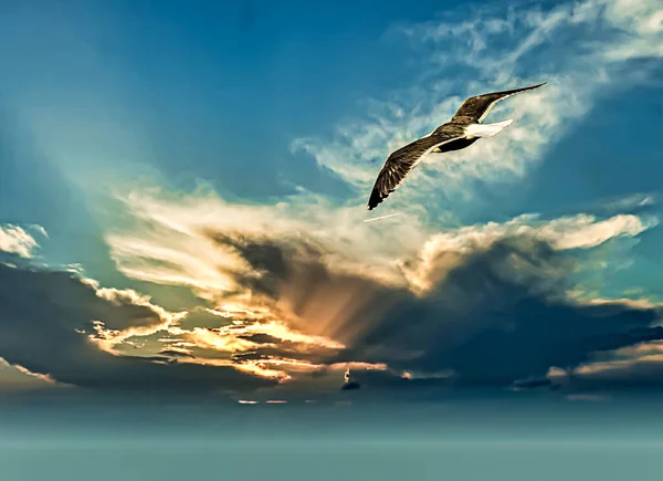 Чайка Польоті Драматичному Небі Сутінках — стокове фото