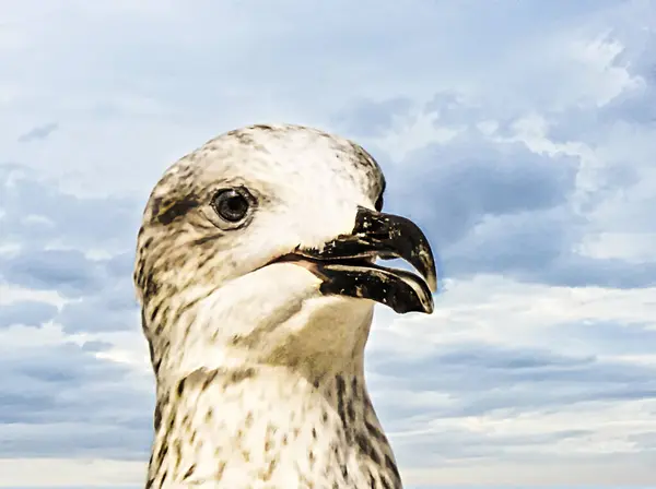 Mouette Sur Côte Océan Contre Ciel Bleu Avec Des Nuages — Photo