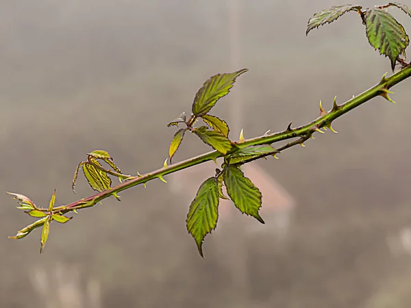 雨の日に霧の中で前景にあるバラの枝 — ストック写真