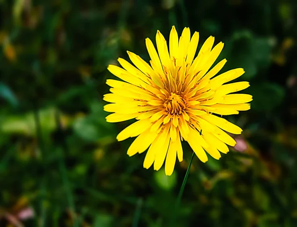 Gyermekláncfű Sárga Virág Szárítás Előtt Zöld Háttér — Stock Fotó
