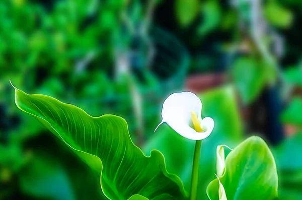 濃い緑色の背景に白い花を咲かせます — ストック写真