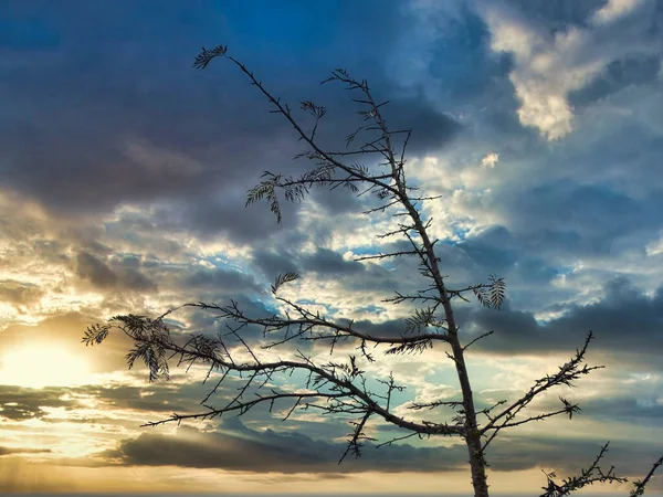 Branches Arbres Avec Ciel Dramatique Matin Avant Pluie — Photo