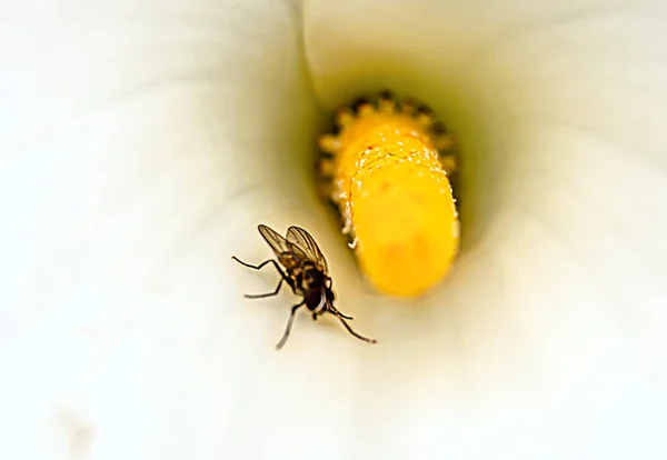 Eine Fliege Neben Einem Gelben Stempel Eines Weißen Keils — Stockfoto