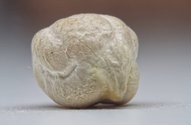 Ön planda bulanık beyaz bir arkaplanda bir nohut.