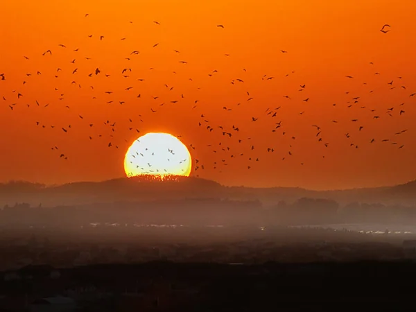 Sonnenaufgang Hinter Einem Hügel Mit Einem Vogelschwarm Flug — Stockfoto