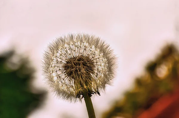 Une Fleur Pissenlit Premier Plan Dans Lumière Coucher Soleil — Photo