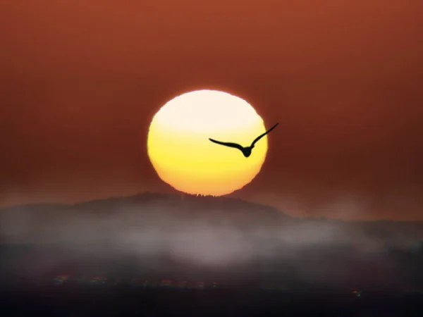 Soleil Lever Soleil Avec Oiseau Volant Travers Brouillard Matin — Photo