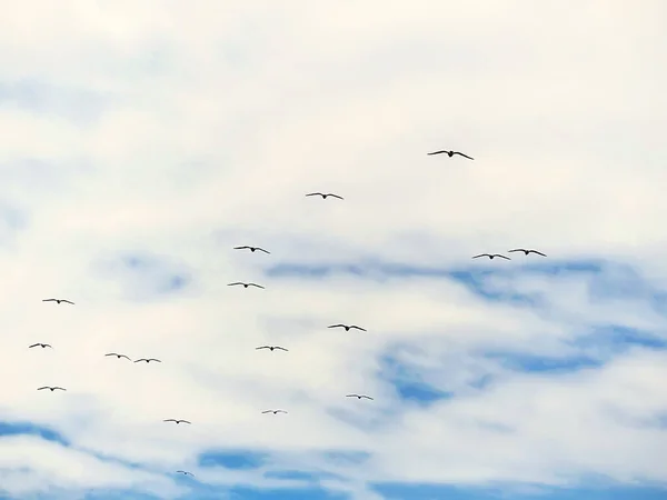 Gaviotas Volando Cielo Azul Con Densas Nubes Blancas — Foto de Stock