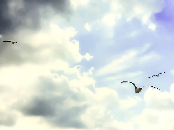 Gaviotas Volando Cielo Azul Con Densas Nubes Blancas —  Fotos de Stock