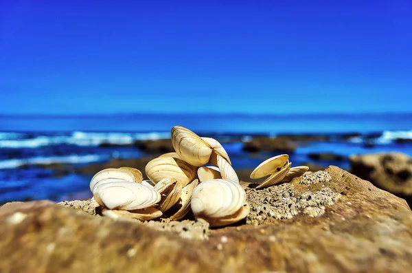 Handful Shells Rock Sunlight — Fotografia de Stock