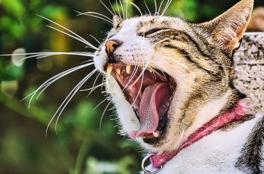 Bir yaz öğleden sonra güneşin altında dinlenen kedi.