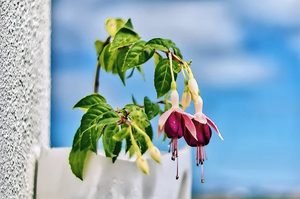 Boucles Oreilles Princesse Fleur Dans Vase Plastique — Photo