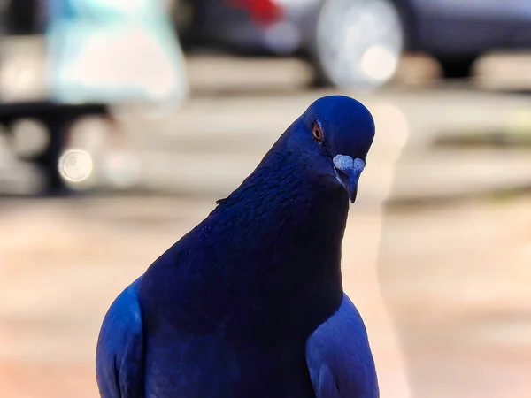 Detailní Záběr Holuba Rozmazaném Pozadí — Stock fotografie