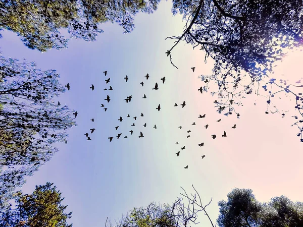 Rebanho Pássaros Céu Entre Árvores — Fotografia de Stock