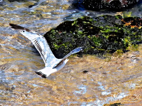 Okyanusun üzerinde uçan bir martı.