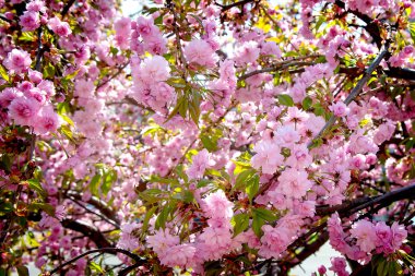 Sakura çiçek sanat tasarım arka plan. Bahar sacura çiçeği