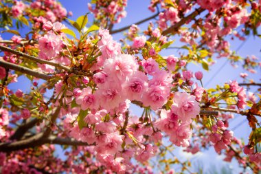 Sakura çiçek sanat tasarım arka plan. Bahar sacura çiçeği