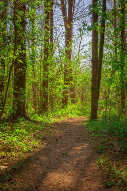 Walking path in the forest, selective focus