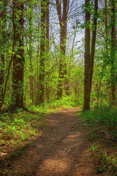 Calea de mers pe jos în pădure, concentrare selectivă — Fotografie, imagine de stoc