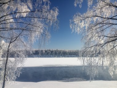 Nehir kıyısında ayakta karla kaplı huş ağaçları 