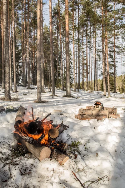 fire in the winter pine forest in the snow