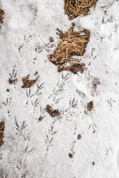 Следы птиц в снегу — стоковое фото