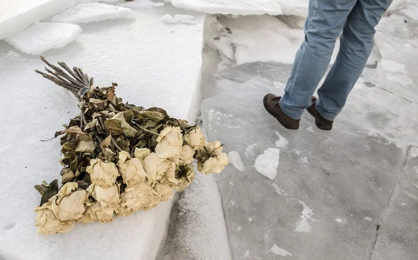 Old wilted roses lie on broken ice, man stands in the background — Stock Photo, Image