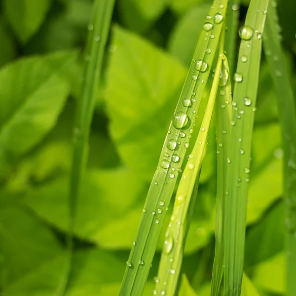 Gros plan des gouttes de pluie argentées sur l'herbe à carex — Photo