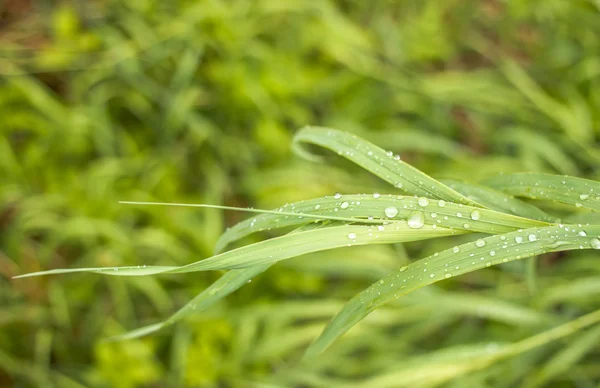 Gros plan des gouttes de pluie argentées sur l'herbe à carex — Photo