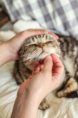 a person stroking and scratches his beloved cat Scottish Fold clipart