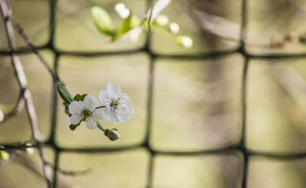 Branch of white cherry blossom close up beautiful, warm, the May — Stock Photo, Image